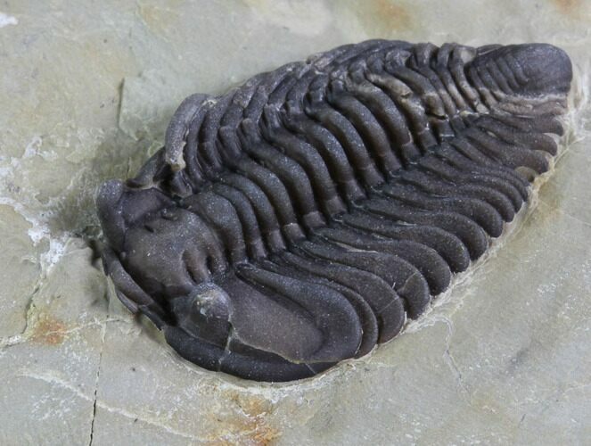 Lemureops Kilbeyi Trilobite - Fillmore Formation, Utah #94717